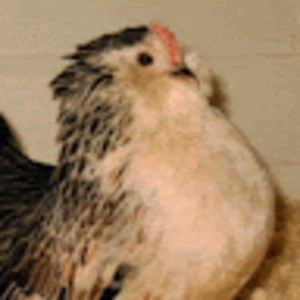 Meet your Posher, Jesselle